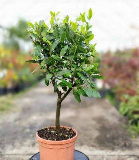 Vavrín pravý 40cm kmeň  (bobkový list)